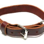 Puppy Collar